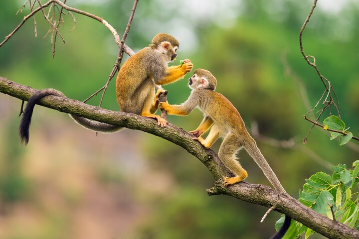 Amazon Jungle & Cultural Expedition 2-Day Tour