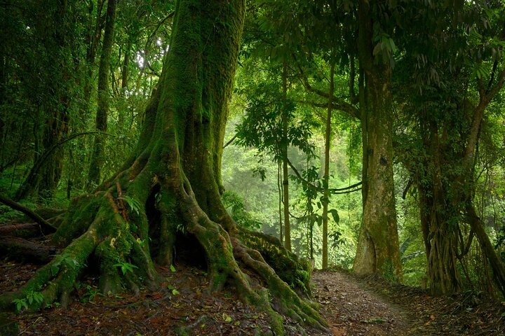Wild Amazonas Adventure 4-Day Tour