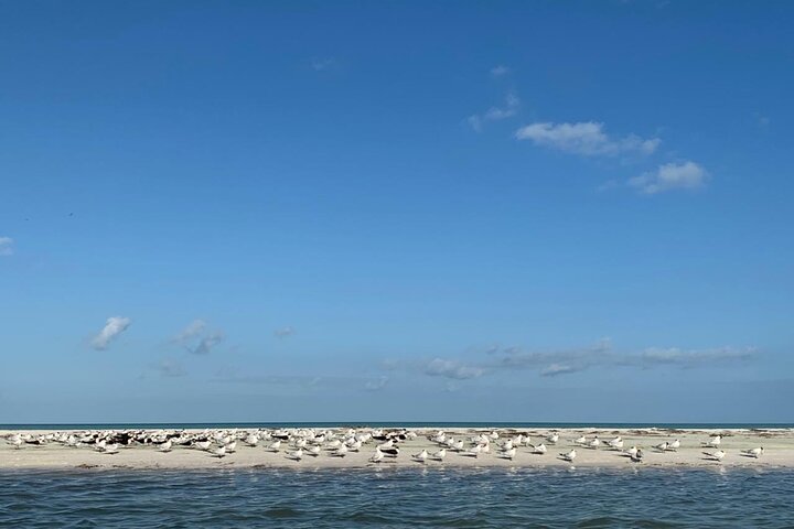 Boat Tour of Three Islands in Holbox with Transportation