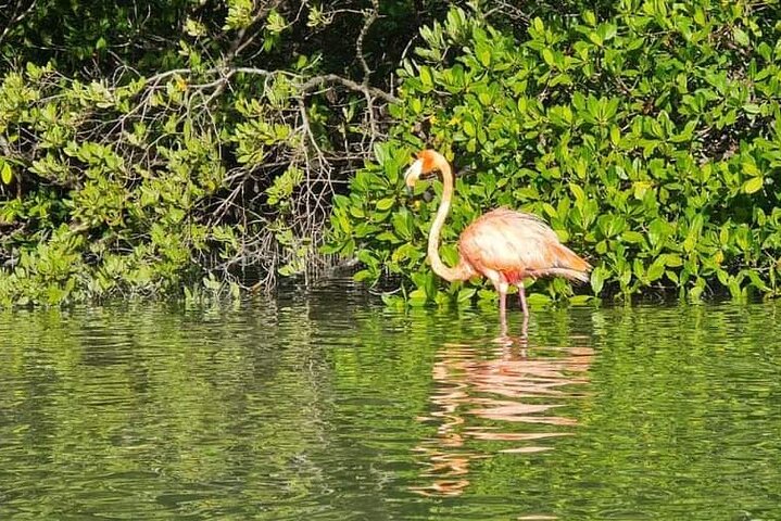 Boat Tour of Three Islands in Holbox with Transportation