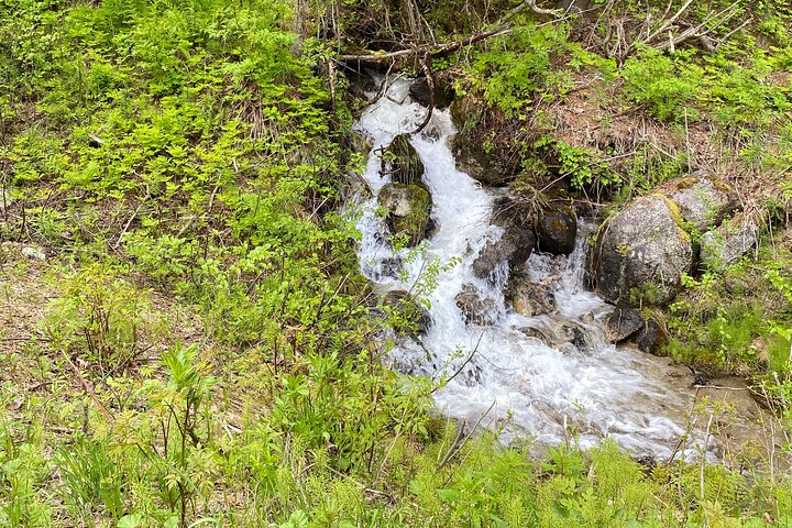 White Pass Deluxe Tour from Skagway