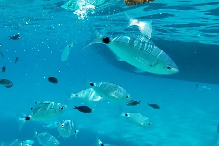 Blue Lagoon Cruise with Sightseeing from Latchi Harbour