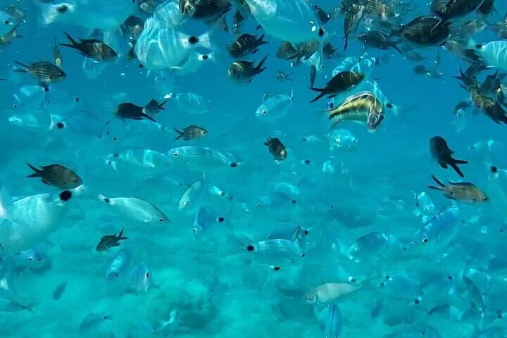Blue Lagoon Cruise with Sightseeing from Latchi Harbour