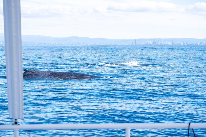 Gold Coast Whale Watching Cruise