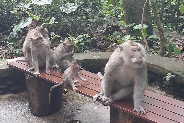 Best Bali Ubud Full Day All-Inclusive Private Tour
