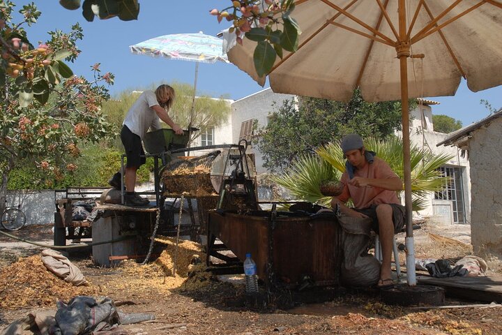 Insightful Pistachio Orchard and Factory Tour