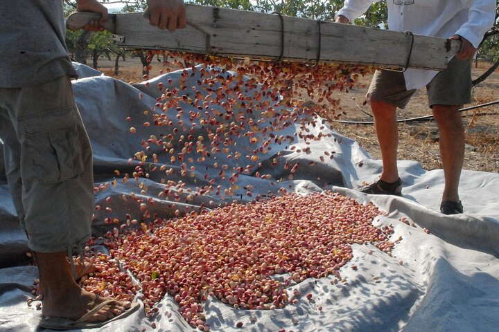 Insightful Pistachio Orchard and Factory Tour