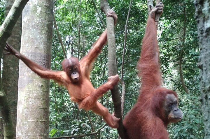 Bukit lawang 2 Day 1 Night with camping