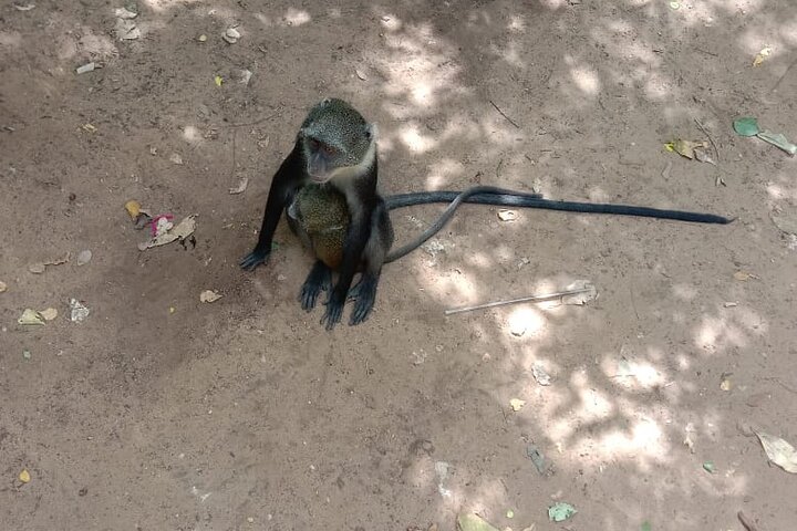 Malindi Explorer: City Tour & Mambrui Sand Dunes Adventure