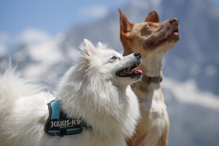 Private Professional Photoshoot in Chamonix