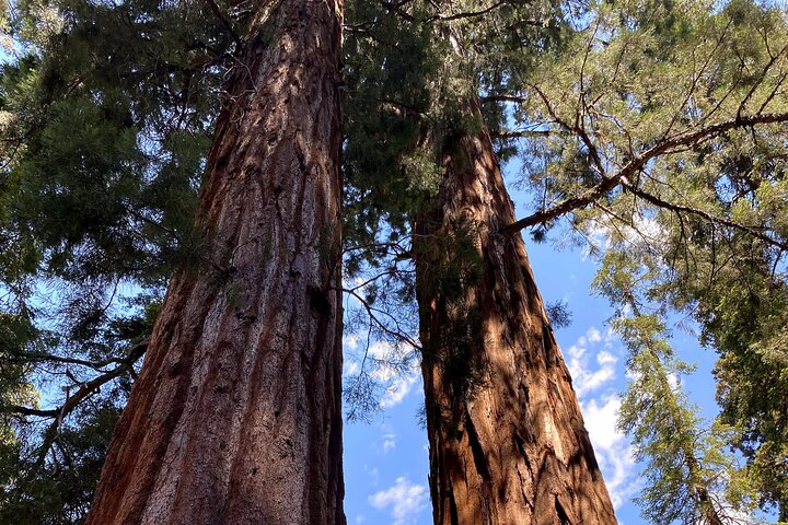 Semi Private Tour to Sequoia National Park with Lunch