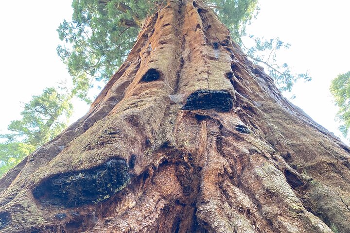 Semi Private Tour to Sequoia National Park with Lunch