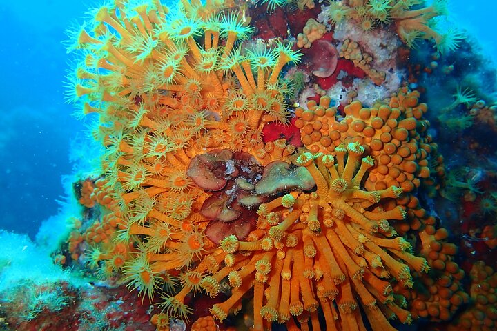 Snorkeling Excursion 2h00 Cap Dramont & Ile d'Or in Saint-Raphaël
