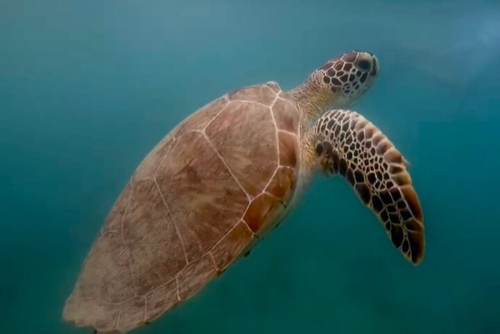 San Juan Guided Turtle Snorkel Tour and Complimentary Videos