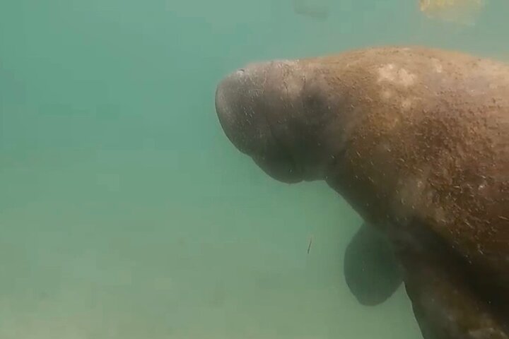 San Juan Guided Turtle Snorkel Tour and Complimentary Videos