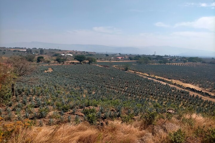José Cuervo Tequila Tour & Agave Fields from Guadalajara