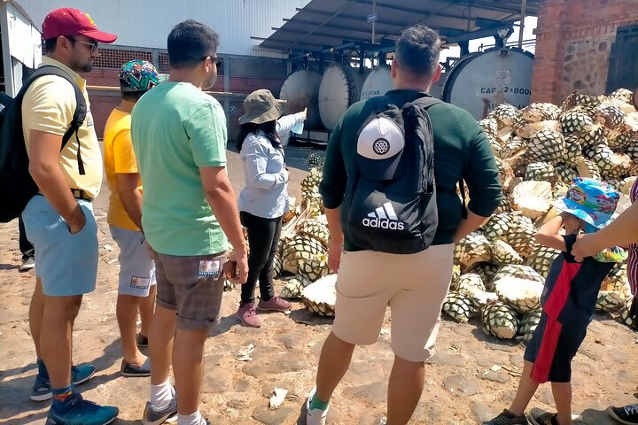 José Cuervo Tequila Tour & Agave Fields from Guadalajara