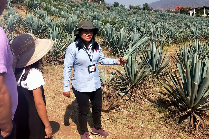 José Cuervo Tequila Tour & Agave Fields from Guadalajara