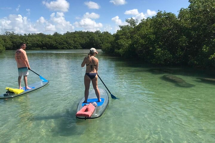 Guided Island EcoTour: CLEAR/Standard Kayak, SUP - Bonita Springs