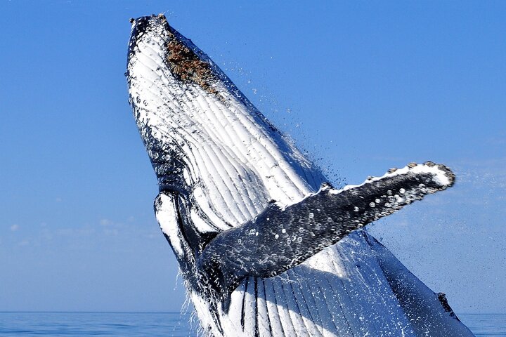 2 hour whale watching experience departing Hillarys Boat Harbour