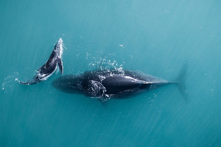 2 hour whale watching experience departing Hillarys Boat Harbour