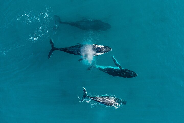 2 hour whale watching experience departing Hillarys Boat Harbour