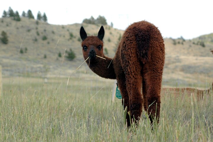 Alpaca and Llama Farm Tour