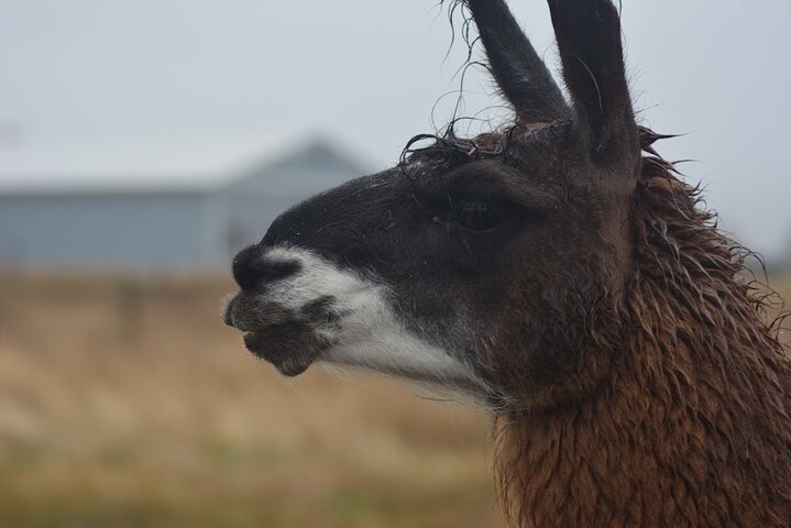 Alpaca and Llama Farm Tour