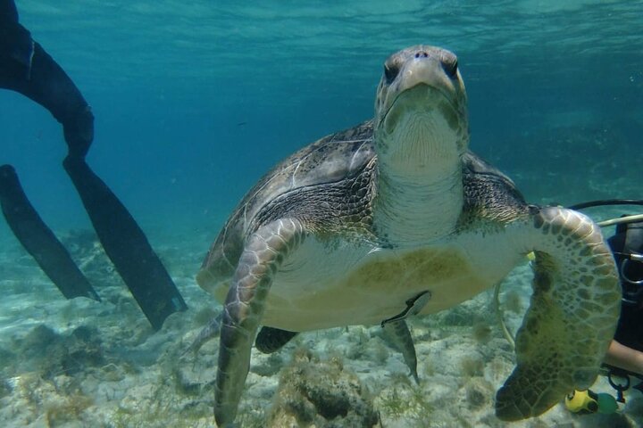 SCUBA DIVING first time experience