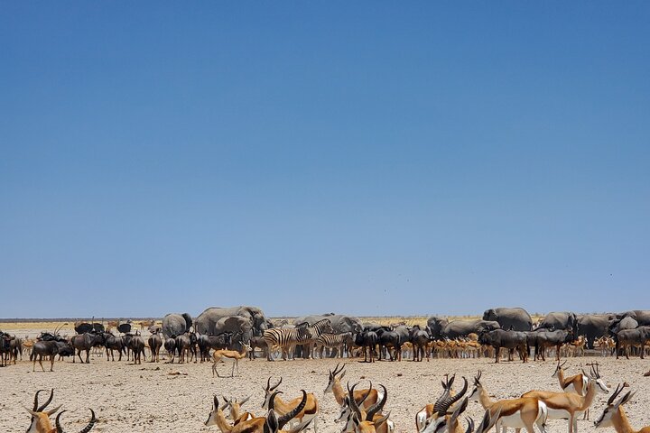 Safari in Etosha national park with professional tour guides born in Etosha.