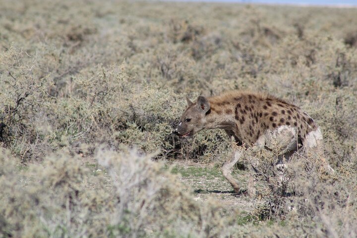 Safari in Etosha national park with professional tour guides born in Etosha.