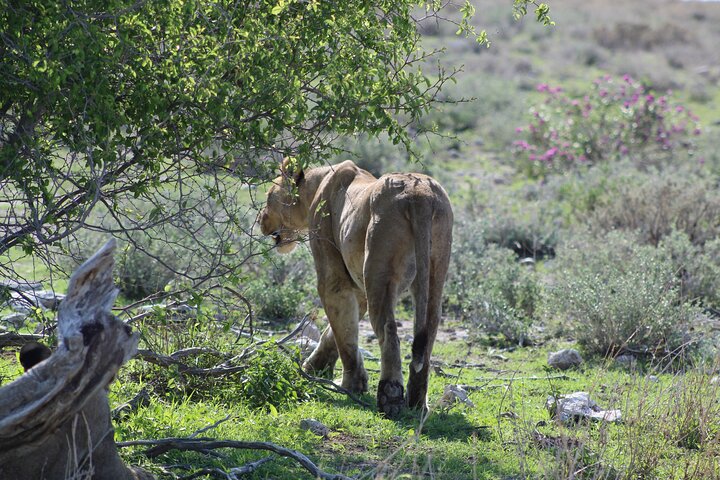 Safari in Etosha national park with professional tour guides born in Etosha.