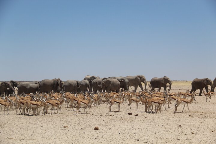 Safari in Etosha national park with professional tour guides born in Etosha.