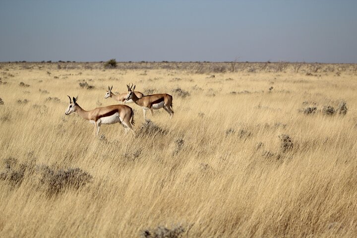 Safari in Etosha national park with professional tour guides born in Etosha.