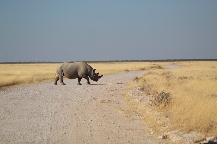Safari in Etosha national park with professional tour guides born in Etosha.