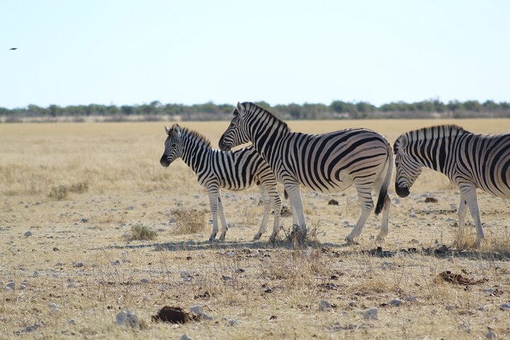 Safari in Etosha national park with professional tour guides born in Etosha.