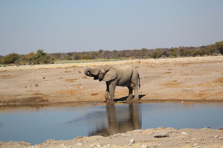 Safari in Etosha national park with professional tour guides born in Etosha.