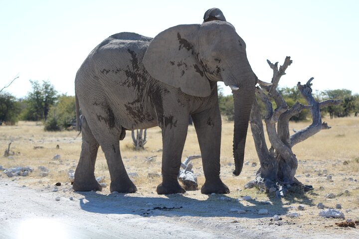Safari in Etosha national park with professional tour guides born in Etosha.