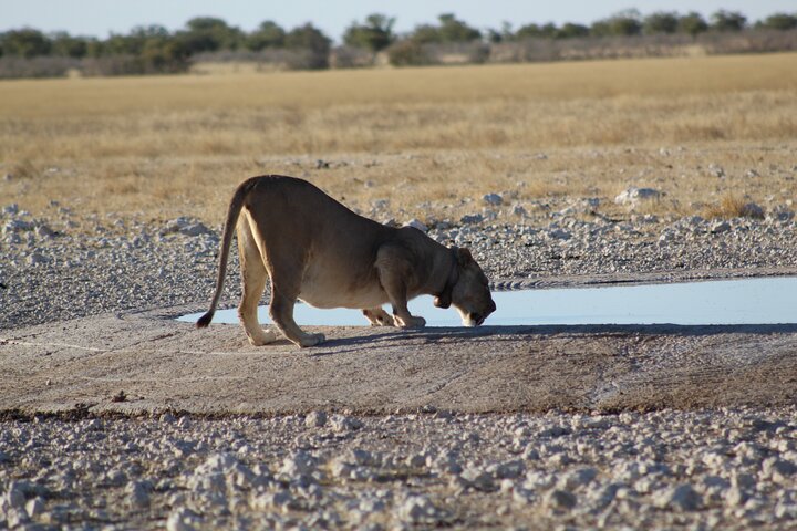 Safari in Etosha national park with professional tour guides born in Etosha.