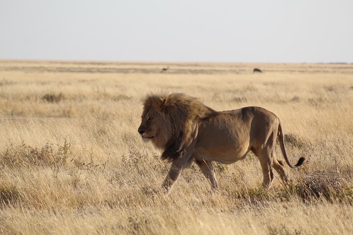 Safari in Etosha national park with professional tour guides born in Etosha.