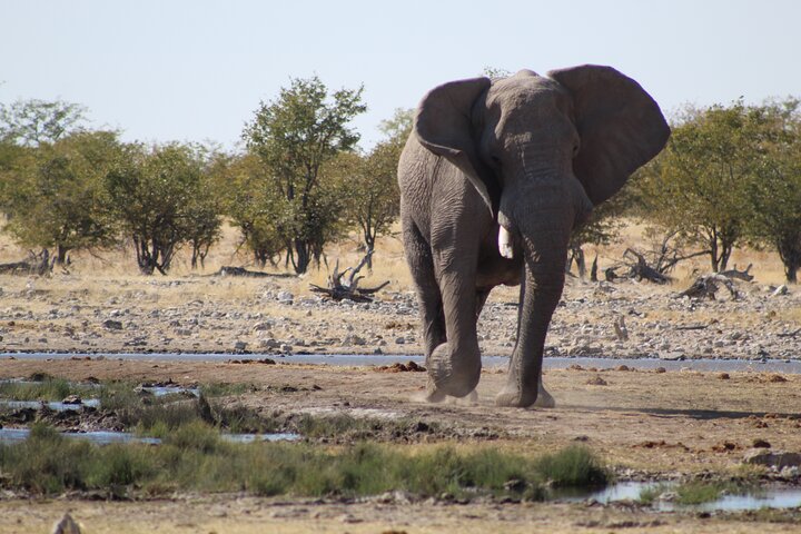 Safari in Etosha national park with professional tour guides born in Etosha.