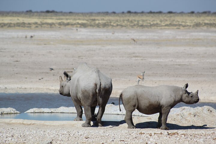 Safari in Etosha national park with professional tour guides born in Etosha.