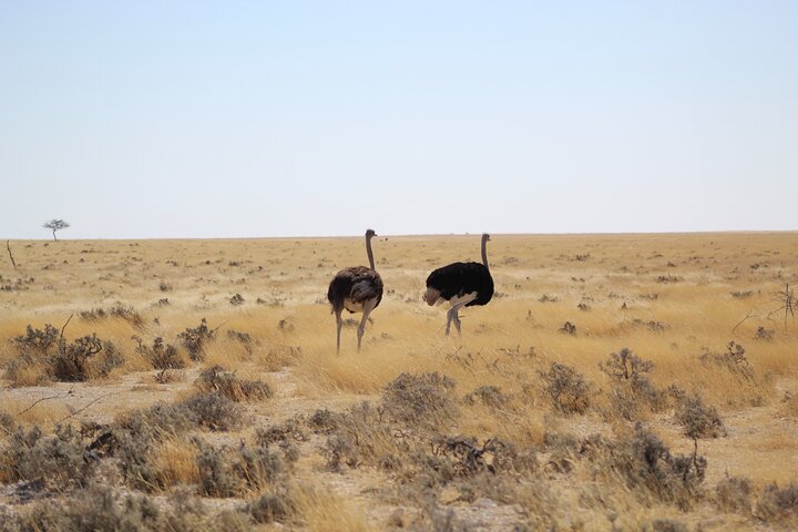 Safari in Etosha national park with professional tour guides born in Etosha.