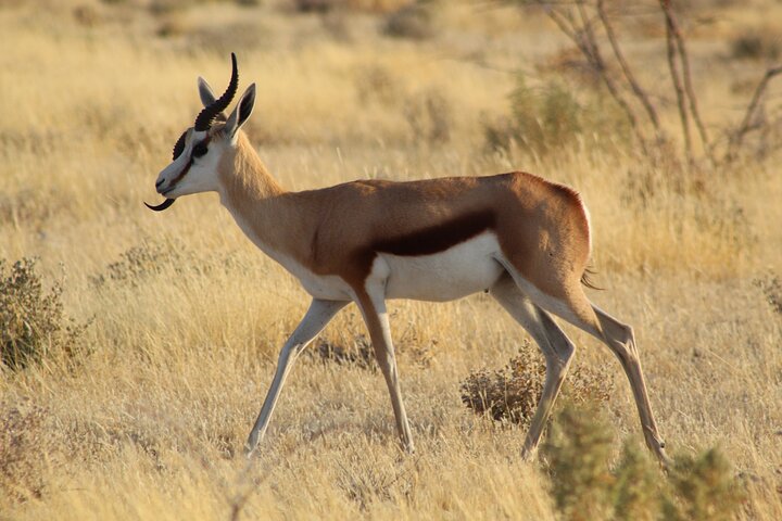 Safari in Etosha national park with professional tour guides born in Etosha.