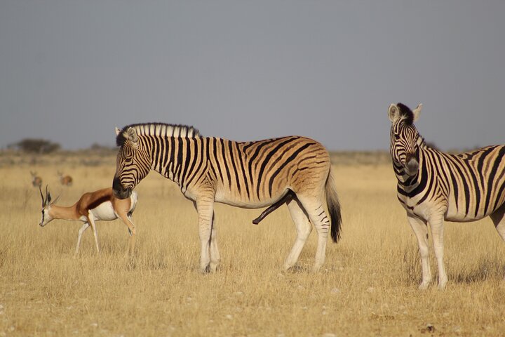 Safari in Etosha national park with professional tour guides born in Etosha.