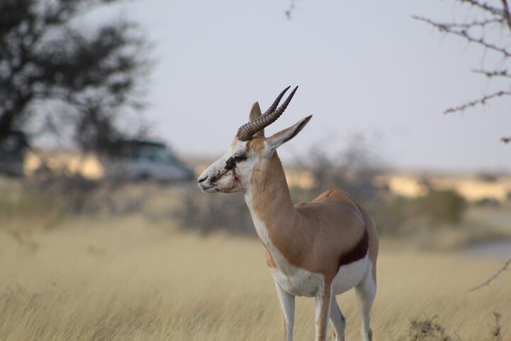 Safari in Etosha national park with professional tour guides born in Etosha.