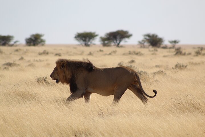 Safari in Etosha national park with professional tour guides born in Etosha.