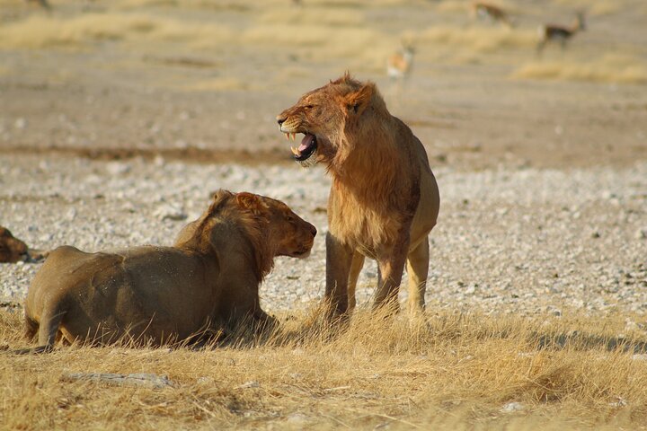 Safari in Etosha national park with professional tour guides born in Etosha.