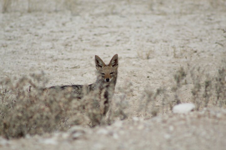 Safari in Etosha national park with professional tour guides born in Etosha.
