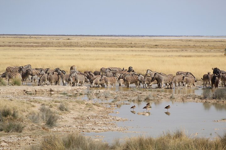 Safari in Etosha national park with professional tour guides born in Etosha.